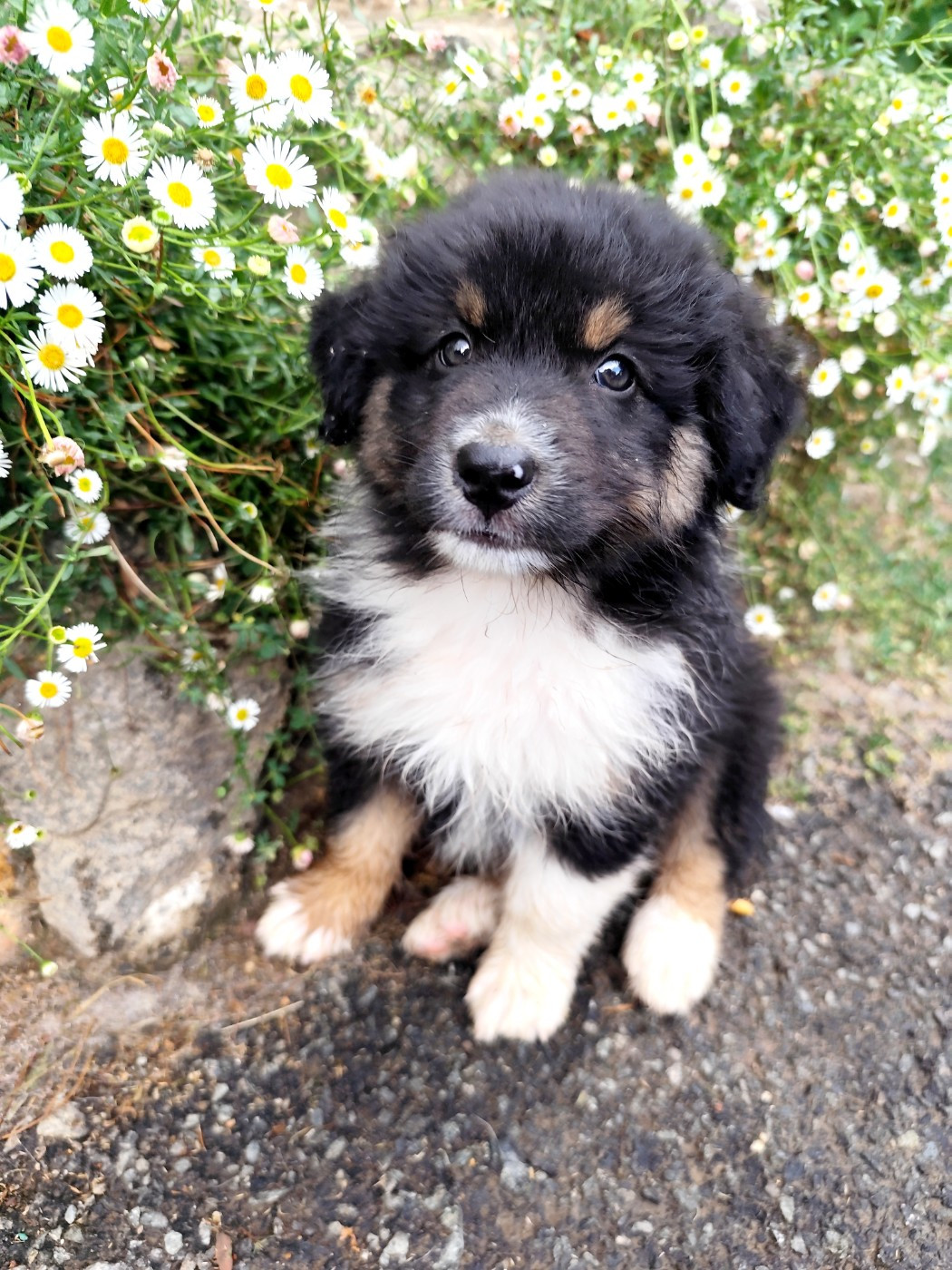 De La Terre Des Menhirs - Chiots disponibles - Berger Australien