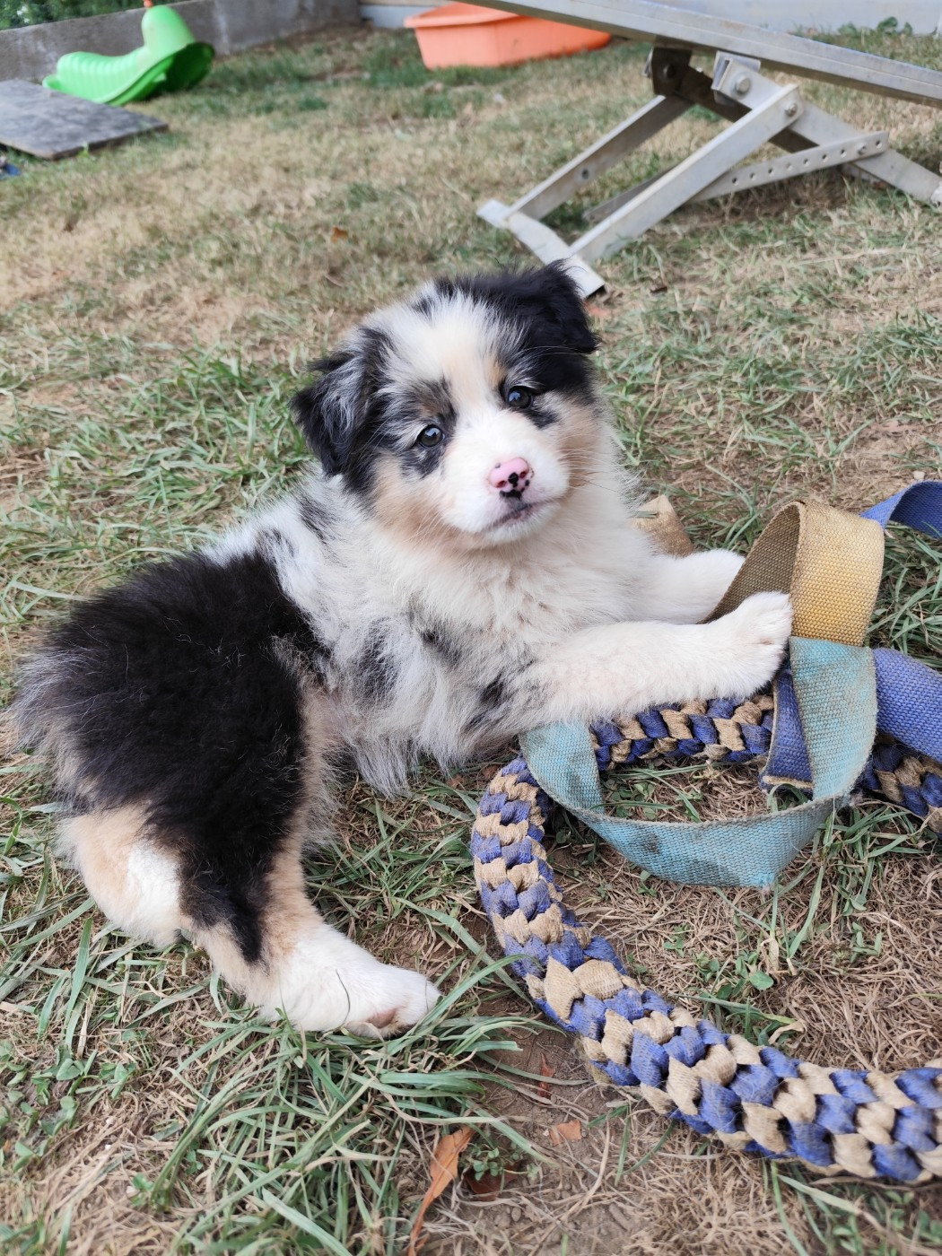 De La Terre Des Menhirs - Chiots disponibles - Berger Australien