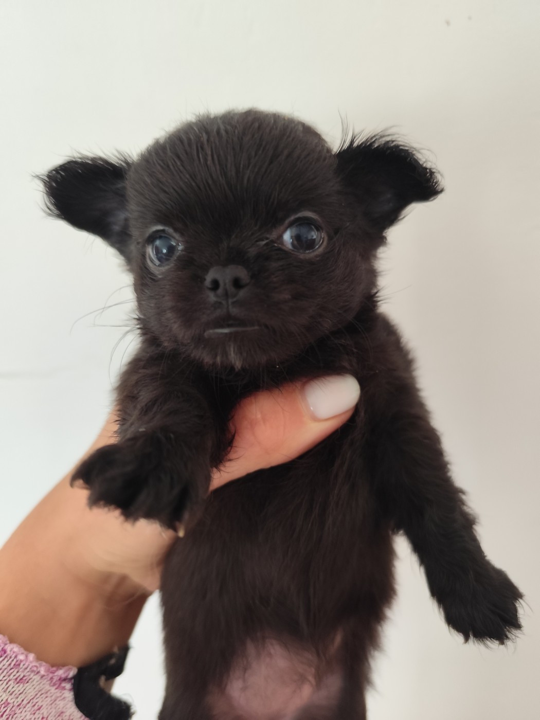 De La Terre Des Menhirs - Chiots disponibles - Chihuahua