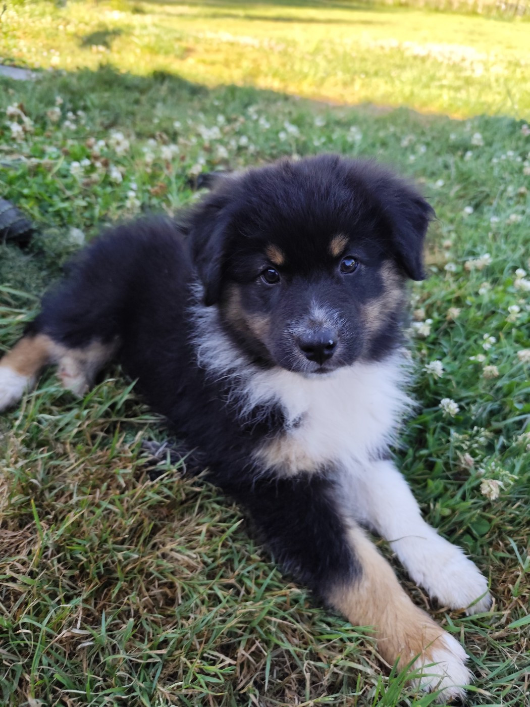 De La Terre Des Menhirs - Chiots disponibles - Berger Australien