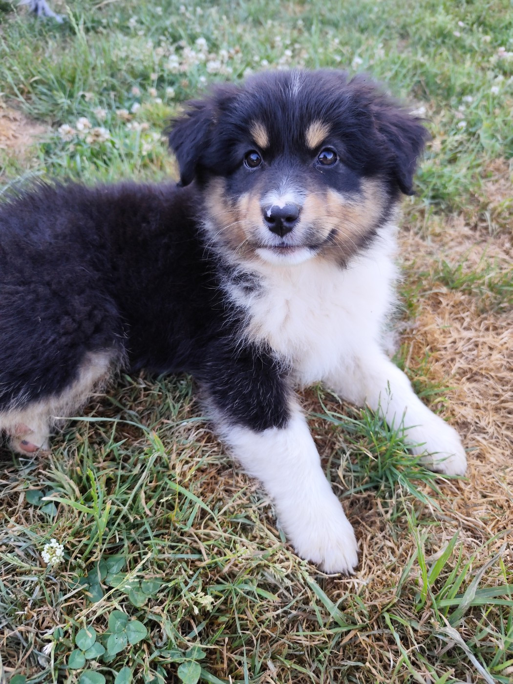 De La Terre Des Menhirs - Chiots disponibles - Berger Australien