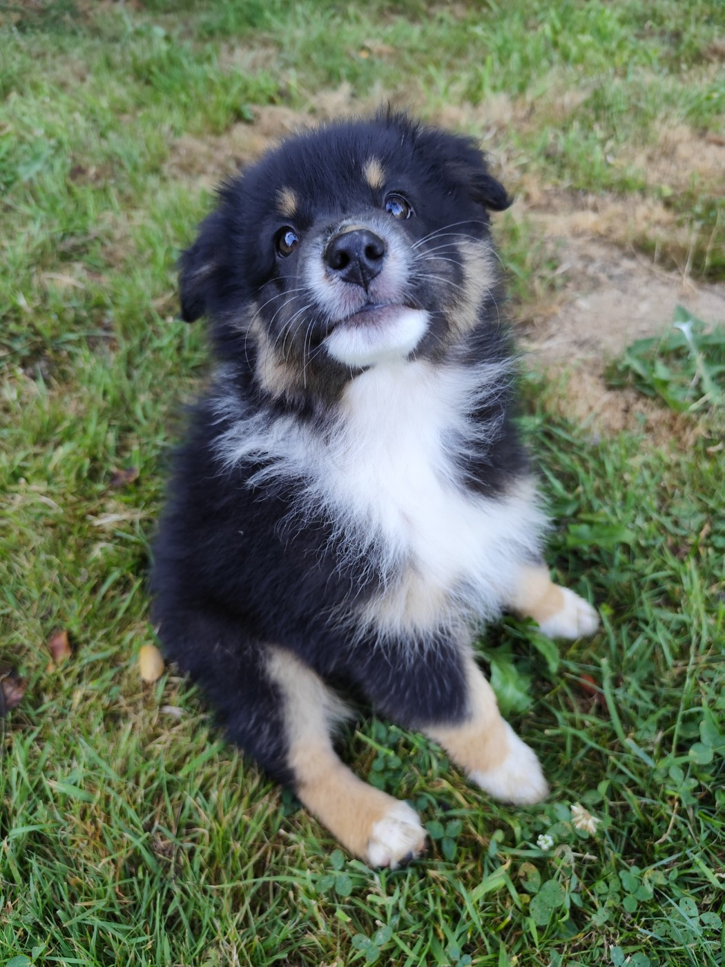 De La Terre Des Menhirs - Chiots disponibles - Berger Australien