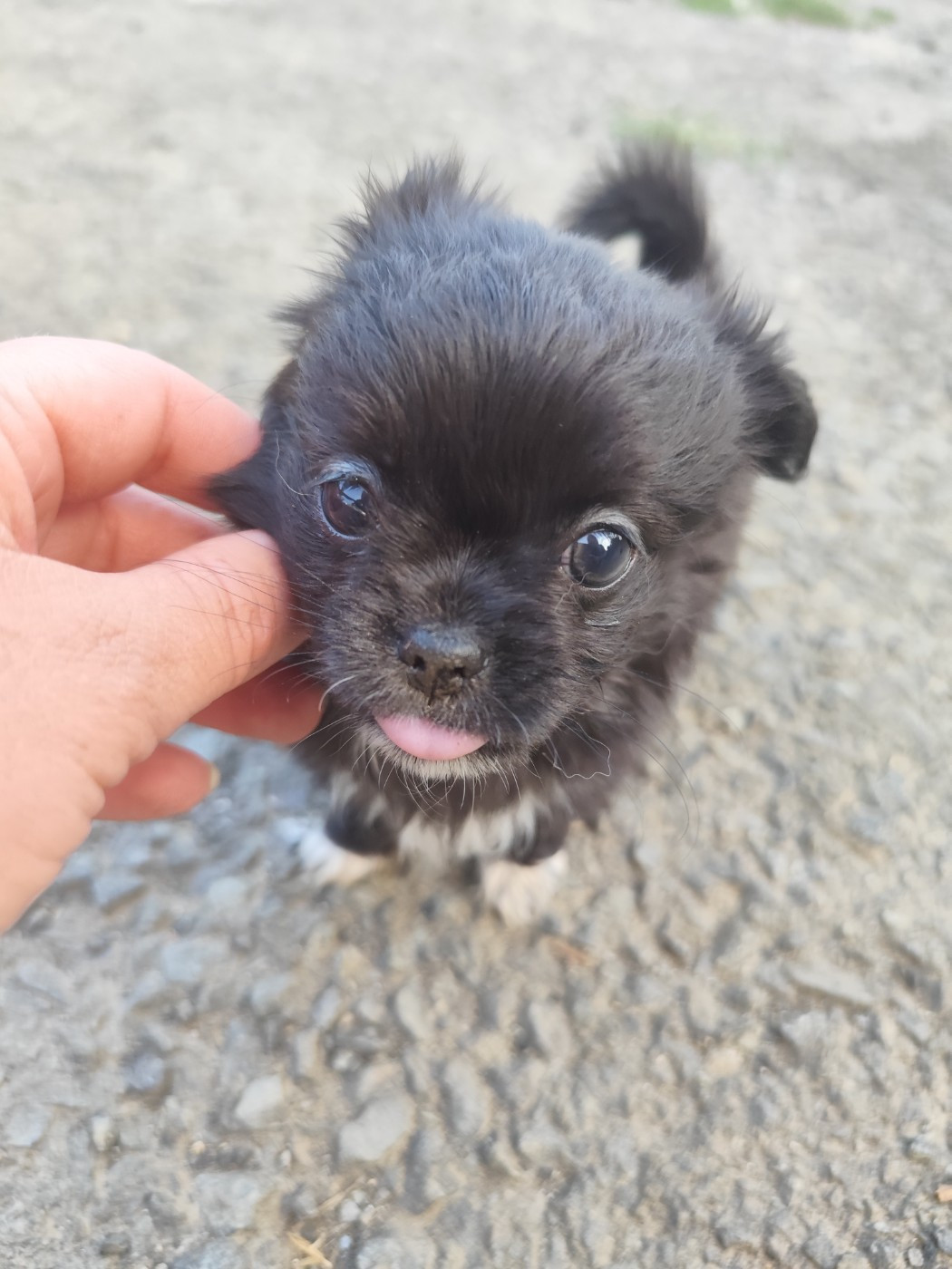 De La Terre Des Menhirs - Chiots disponibles - Chihuahua