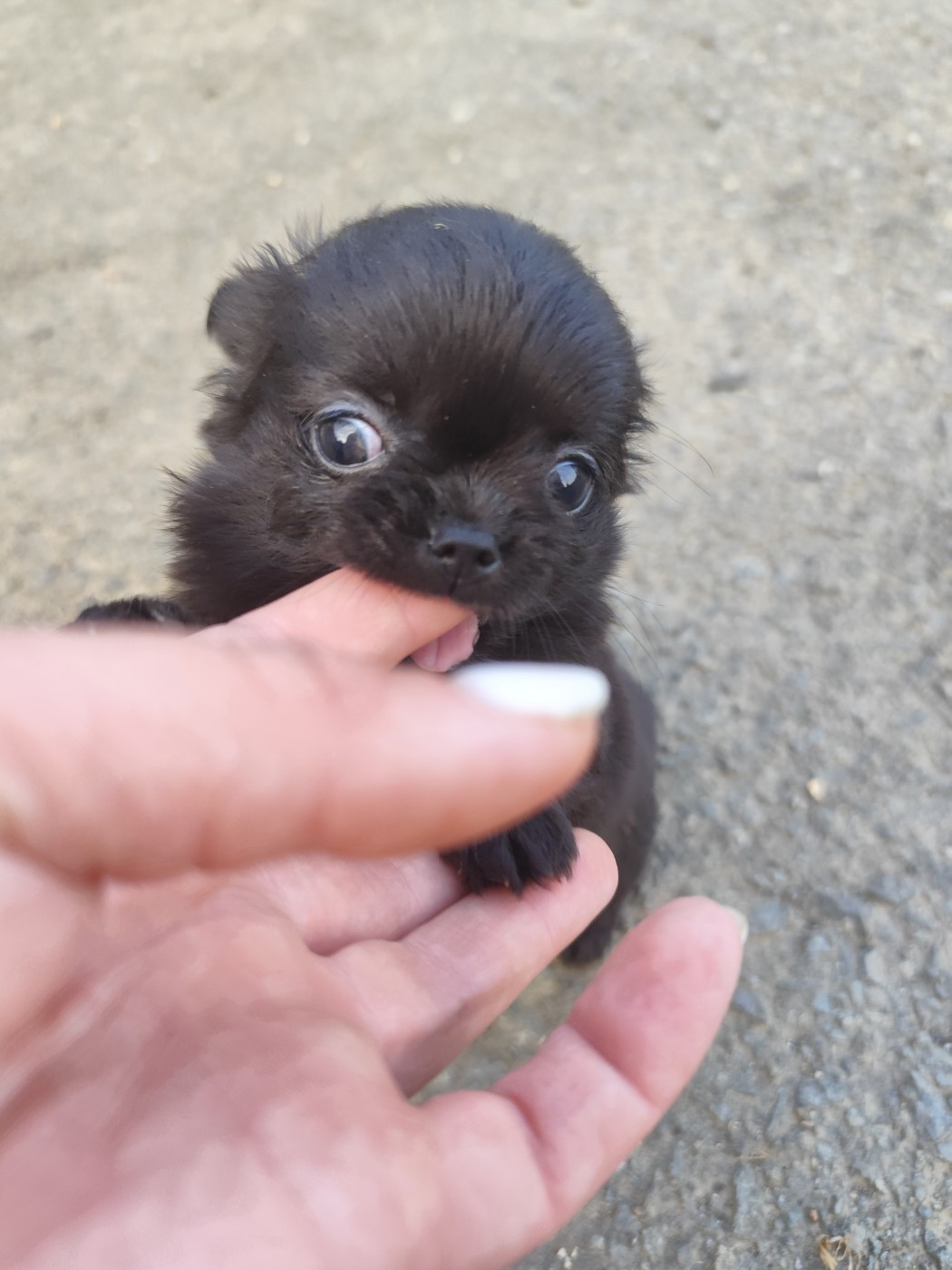 De La Terre Des Menhirs - Chiots disponibles - Chihuahua