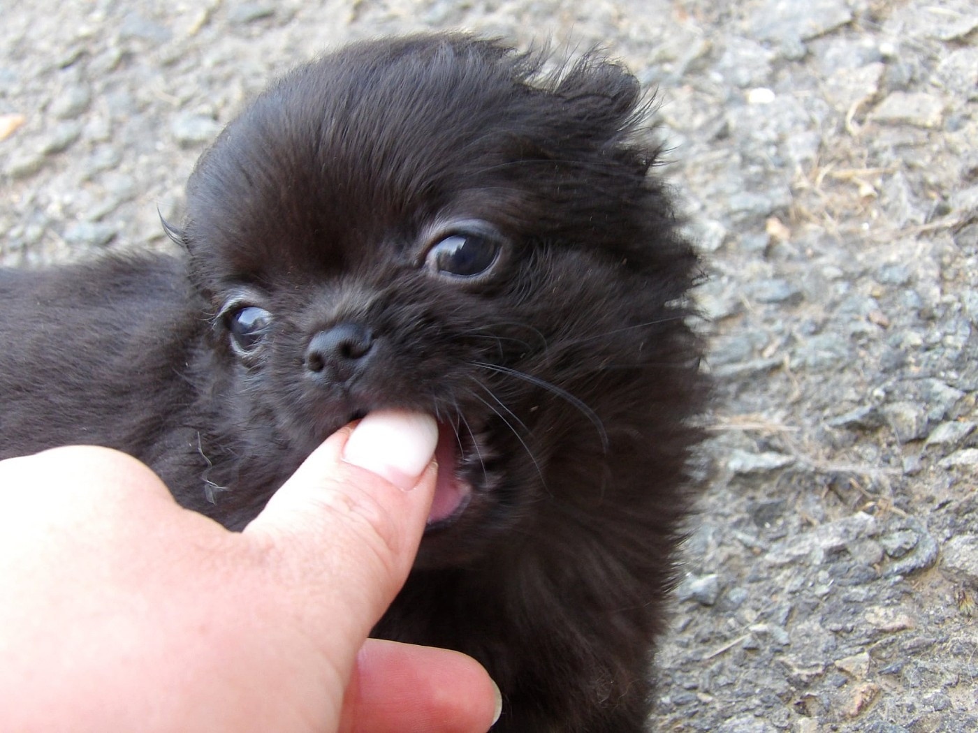 De La Terre Des Menhirs - Chiots disponibles - Chihuahua