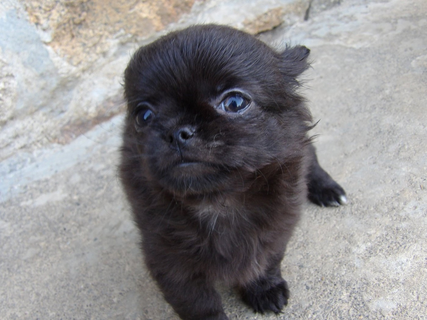 De La Terre Des Menhirs - Chiots disponibles - Chihuahua