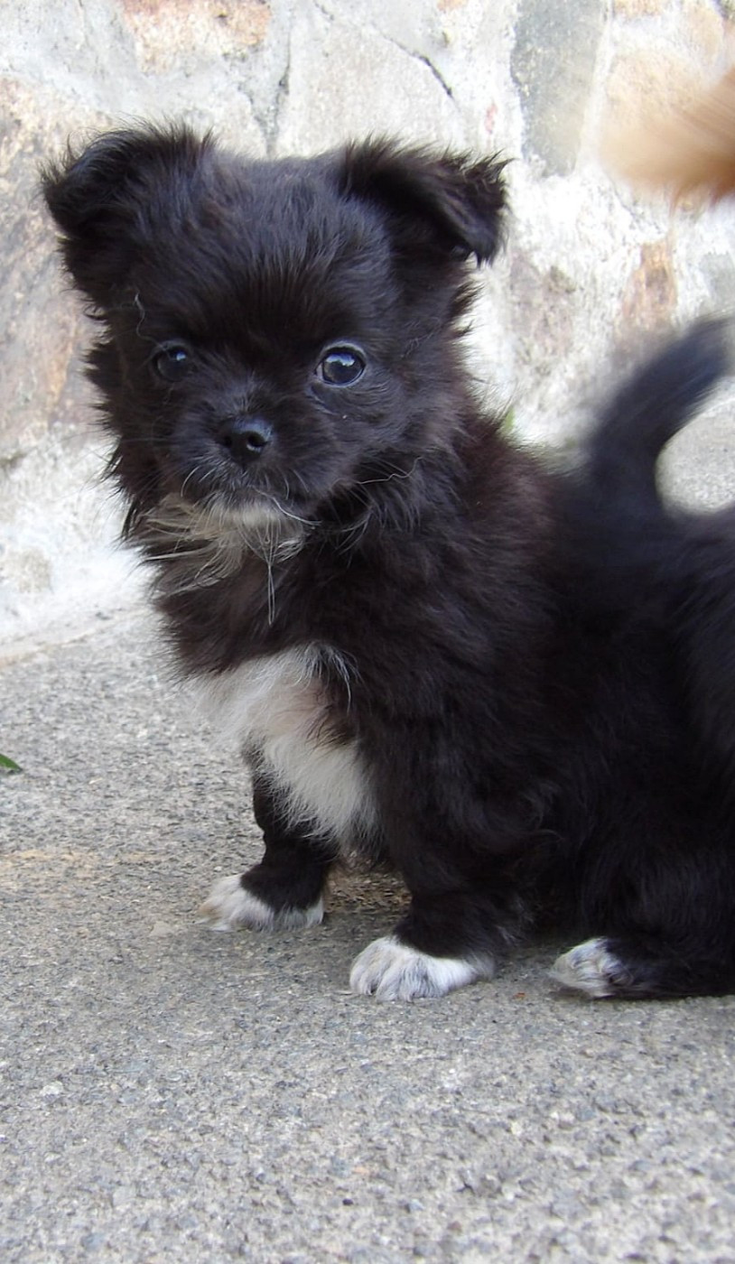 De La Terre Des Menhirs - Chiots disponibles - Chihuahua