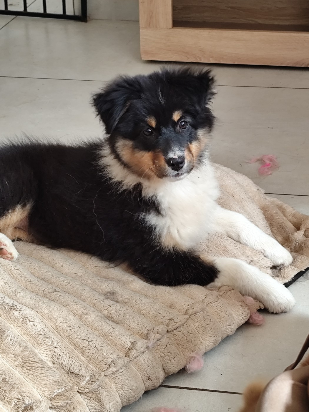 De La Terre Des Menhirs - Chiots disponibles - Berger Australien