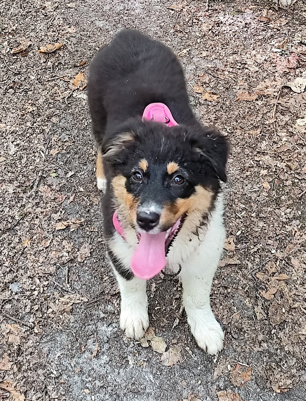 De La Terre Des Menhirs - Chiots disponibles - Berger Australien