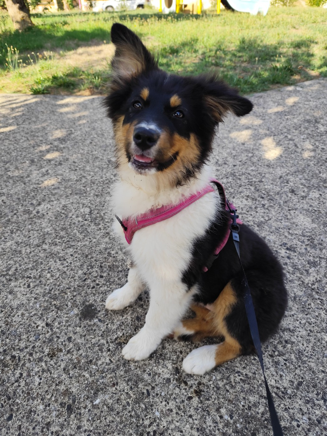 De La Terre Des Menhirs - Chiots disponibles - Berger Australien
