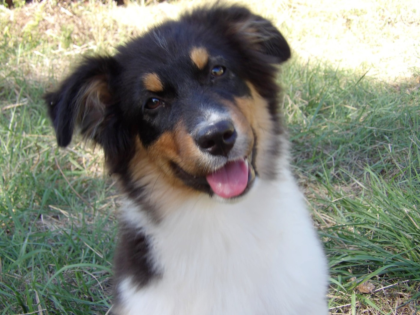 De La Terre Des Menhirs - Chiots disponibles - Berger Australien