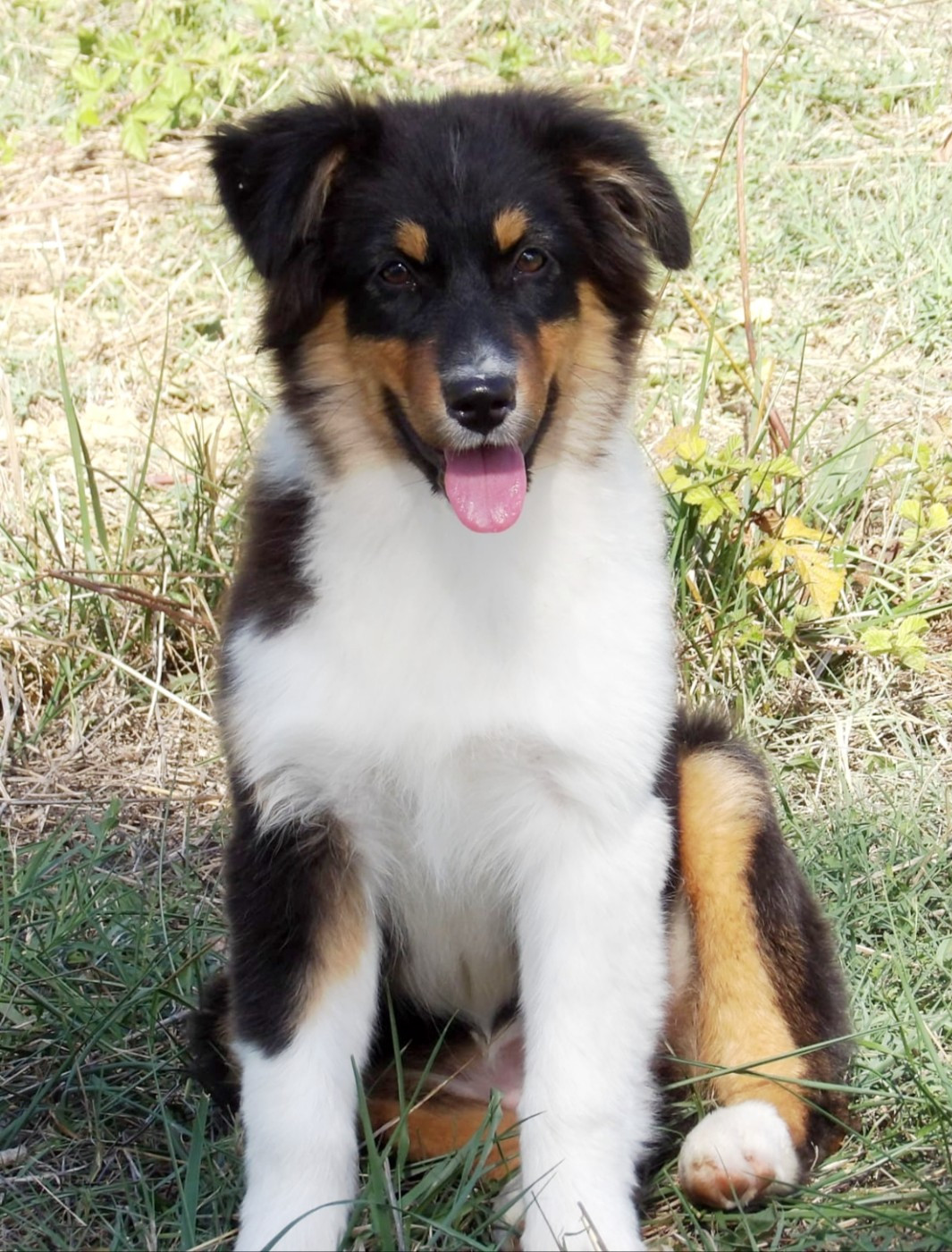 De La Terre Des Menhirs - Chiots disponibles - Berger Australien