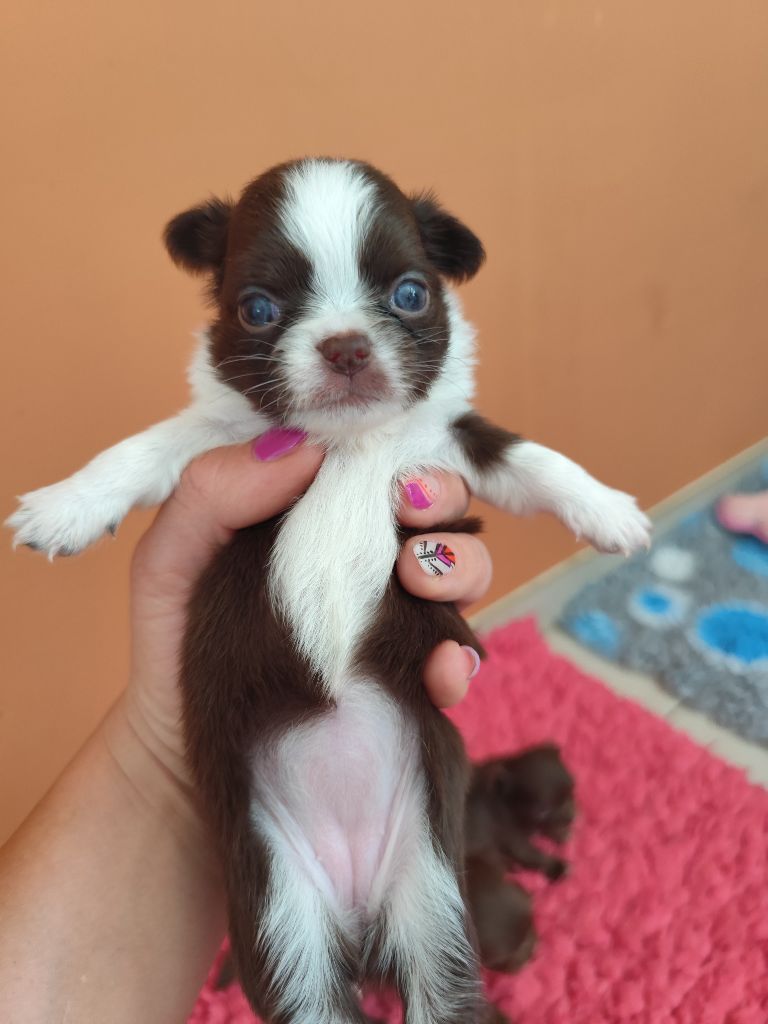 De La Terre Des Menhirs - Chiots disponibles - Chihuahua