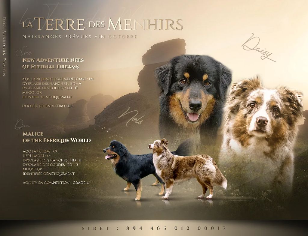 Chiot Berger Australien De La Terre Des Menhirs