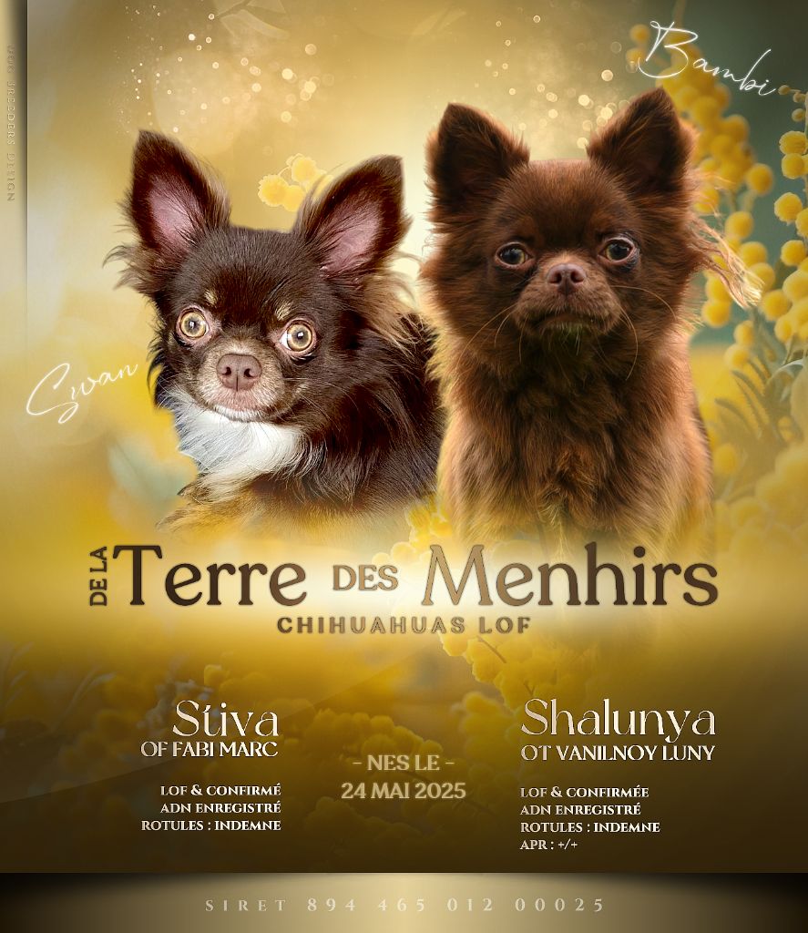 Chiot Chihuahua De La Terre Des Menhirs