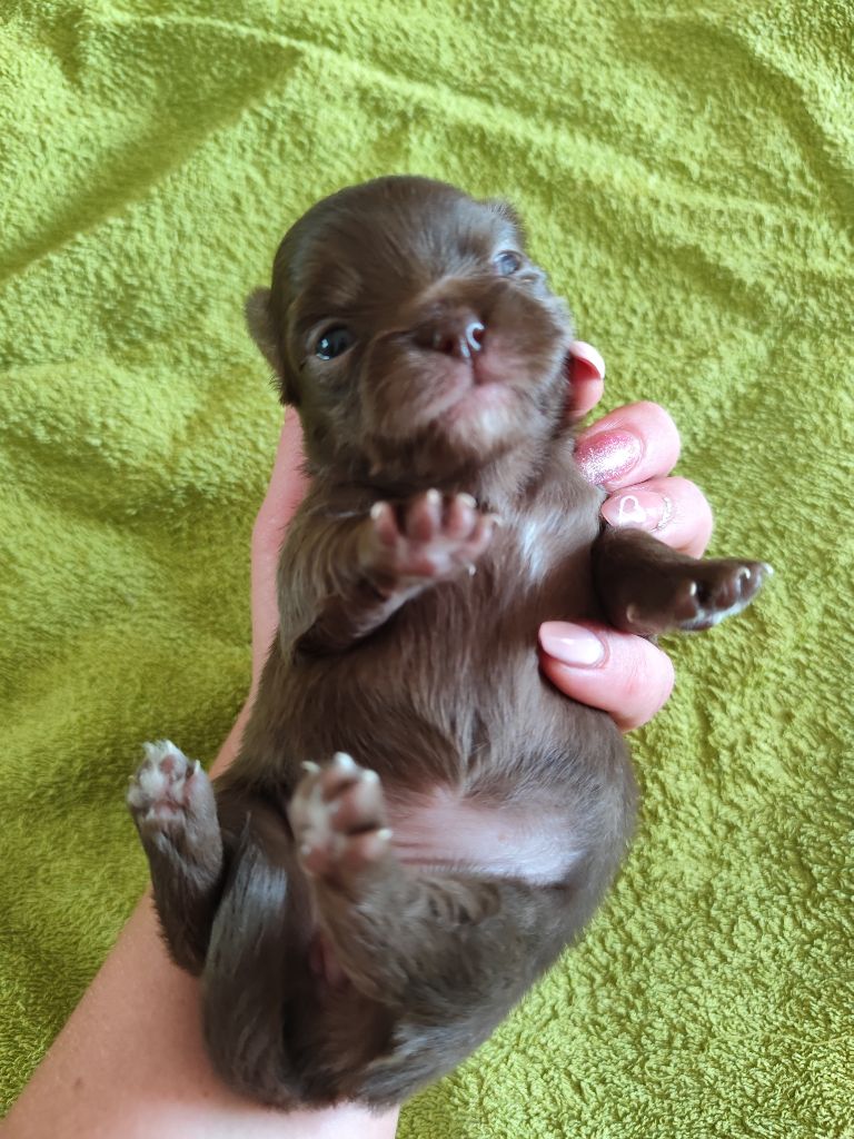 De La Terre Des Menhirs - Chiots disponibles - Chihuahua