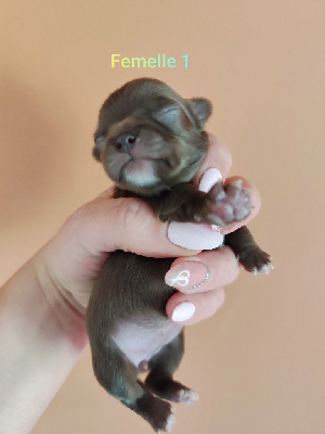 Femelle 1 