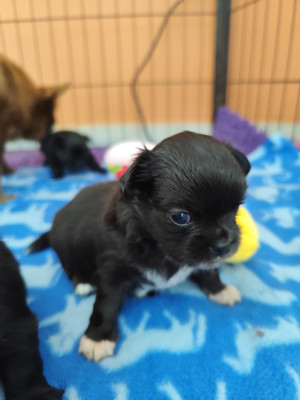 Bonita