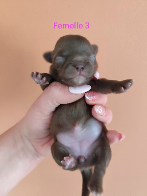 Femelle 3
