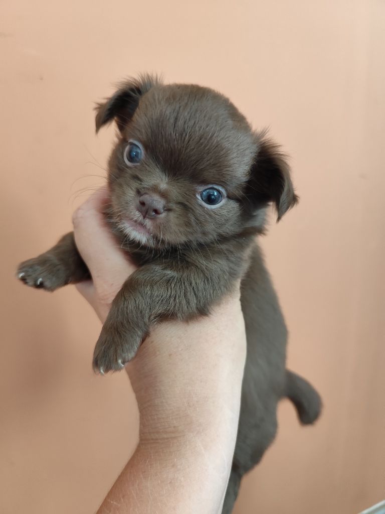 De La Terre Des Menhirs - Chiots disponibles - Chihuahua