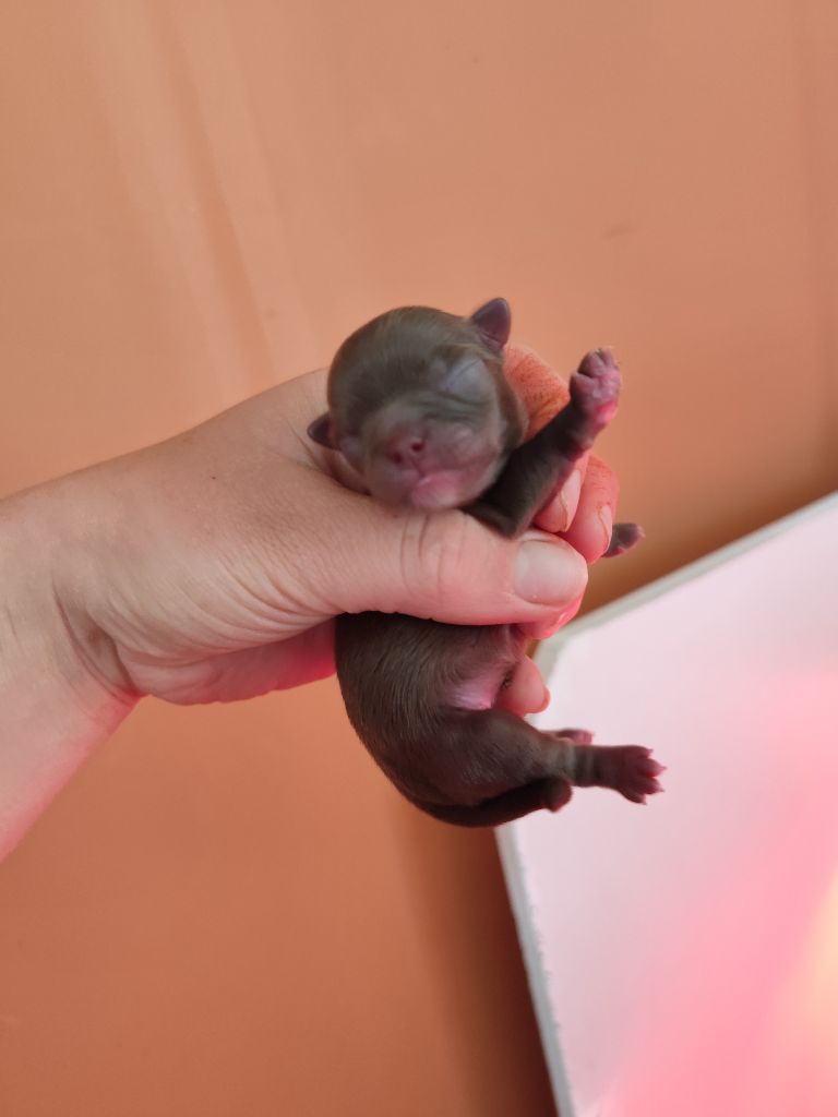 De La Terre Des Menhirs - Chiots disponibles - Chihuahua