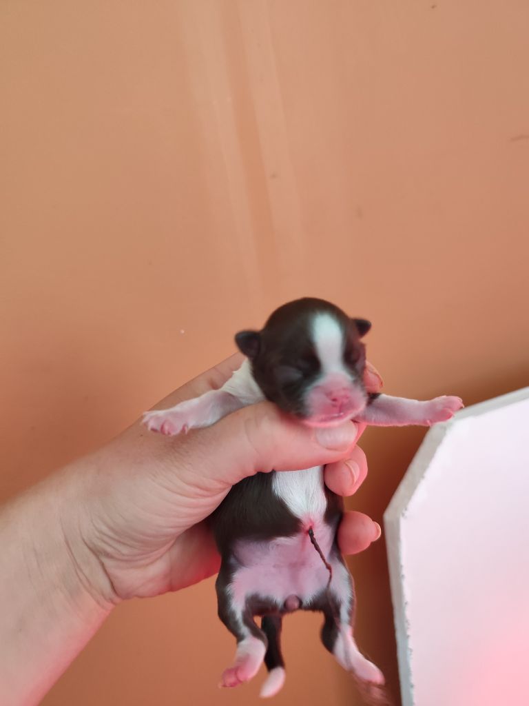 De La Terre Des Menhirs - Chiots disponibles - Chihuahua