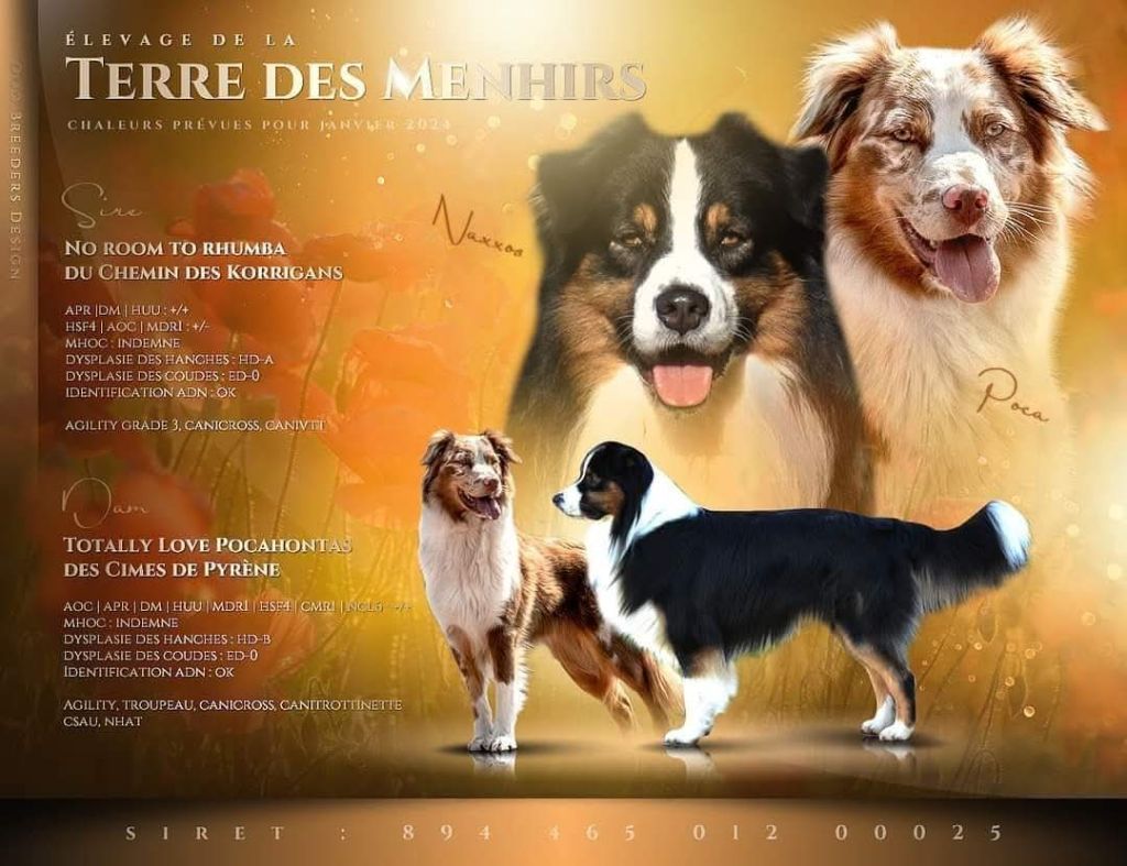 Chiot Berger Australien De La Terre Des Menhirs