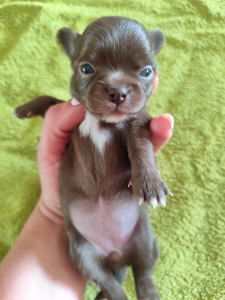 De La Terre Des Menhirs - Chiots disponibles - Chihuahua