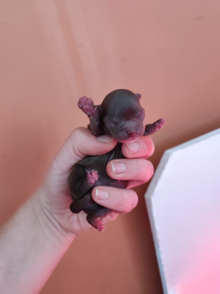 De La Terre Des Menhirs - Chiots disponibles - Chihuahua